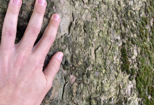 THIS TREE, THIS YEAR