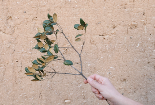 Searching for the "national plant"