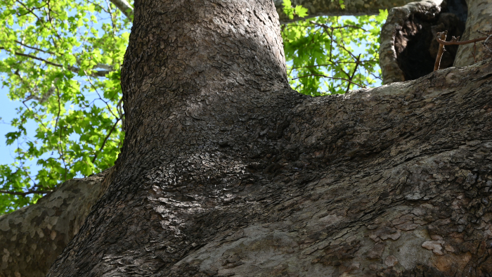 THIS TREE, THIS YEAR 3