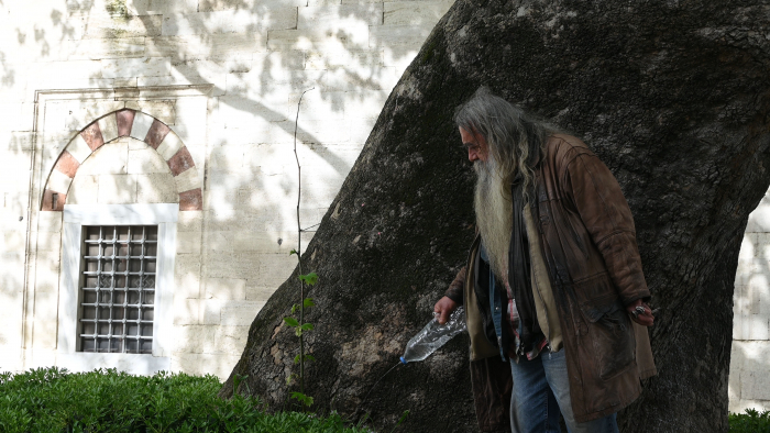 THIS TREE, THIS YEAR 7