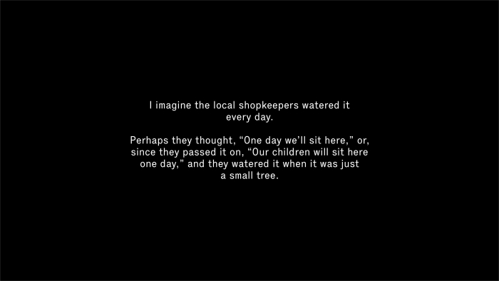 THIS TREE, THIS YEAR 8